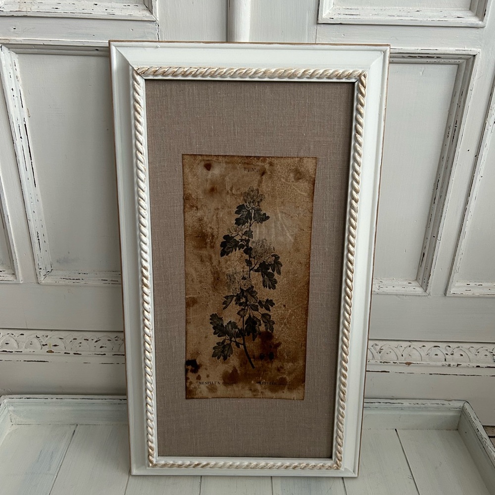 Framed Botanical Art Print